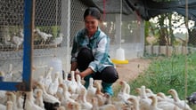 Farmer feeds the chicken