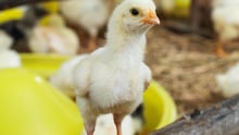 Korat_Chicken