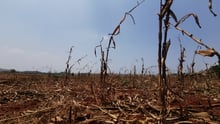 corn field