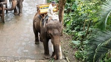 Bali Elephant