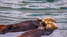 otters