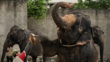 elephant-webjet report