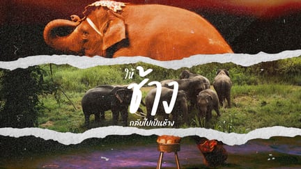 No elephant show