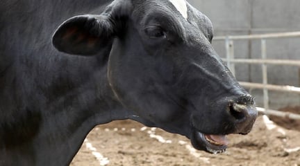 A dairy cow at a UK park farm. Credit: World Animal Protection