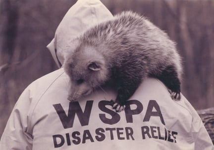 WSPA