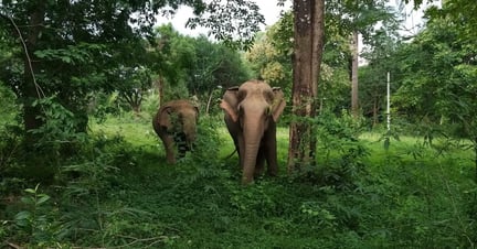 Kammoon en Malee bij olifantenopvang Somboon Legacy Foundation