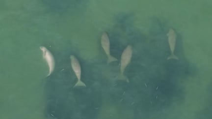 Dugong Drone1