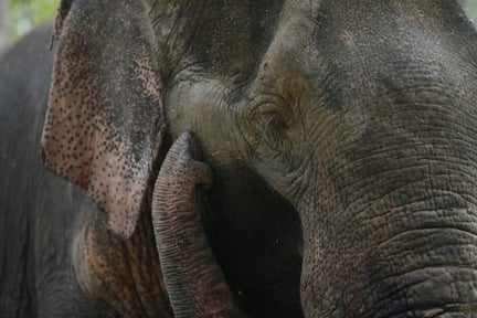elephant high res