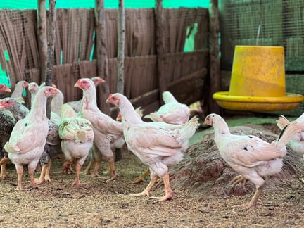 Siam-Farm