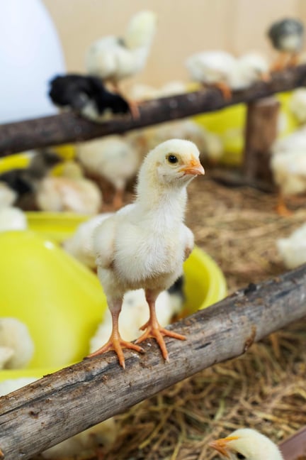 Korat_Chicken