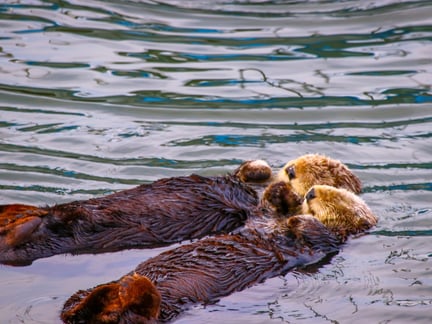 otters