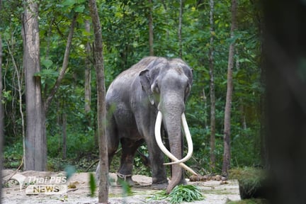 Elephant from Srilanka