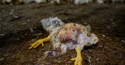 Chicken Farm Investigation