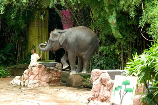 Elefante realizando trucos para el público en Tailandia