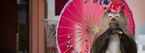 Macaque monkey performs at Phuket Zoo Thialand