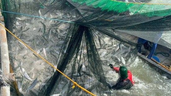 Milkfish Harvesting