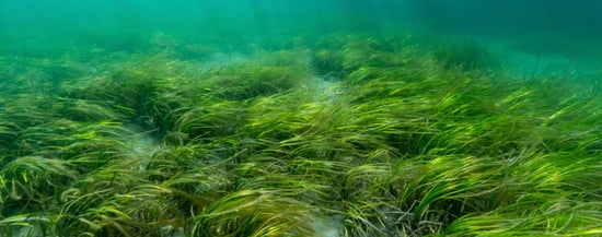 seagrass