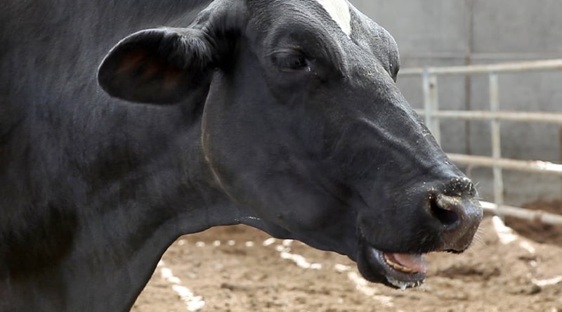A dairy cow at a UK park farm. Credit: World Animal Protection