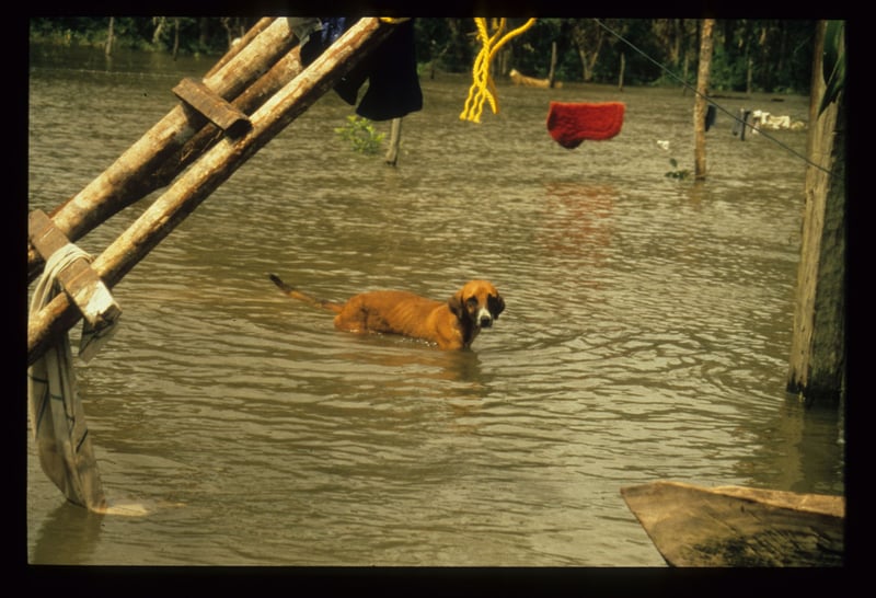 World Animal Protection Thailand