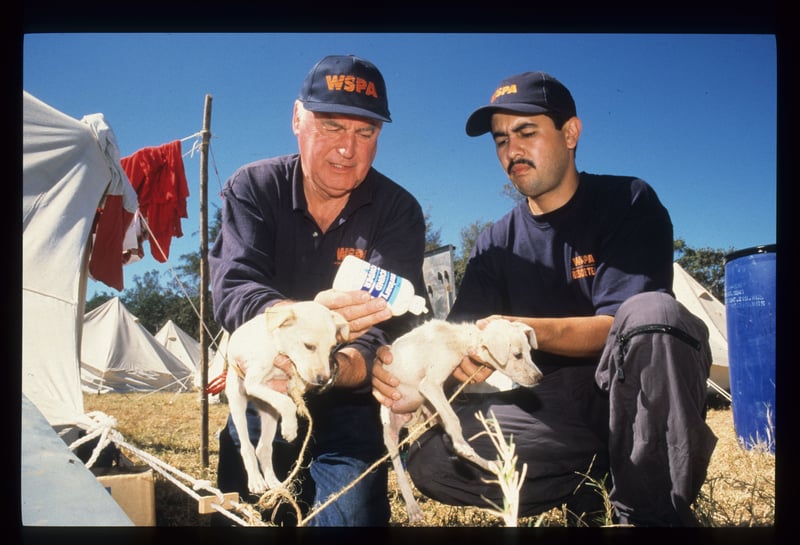 World Animal Protection