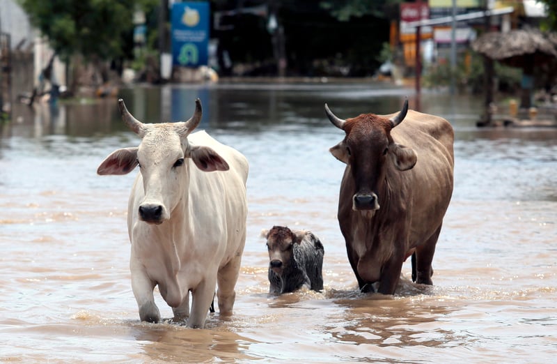 World Animal Protection