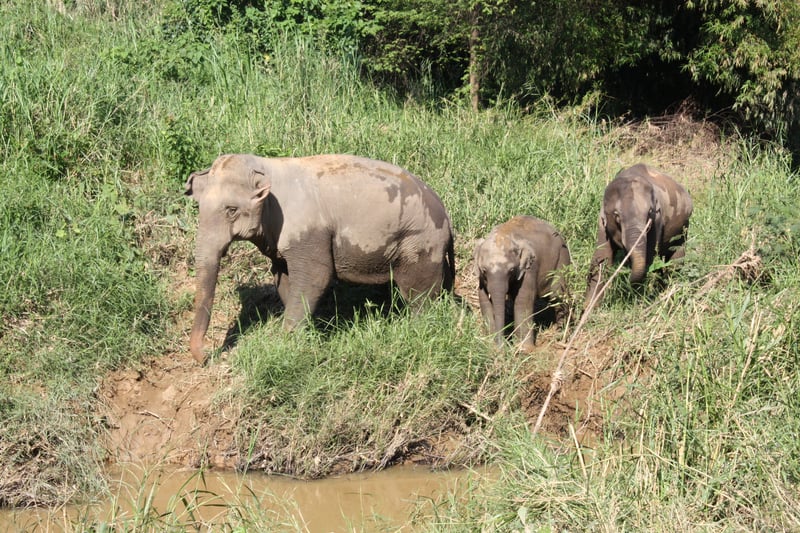 World Animal Protection Thailand