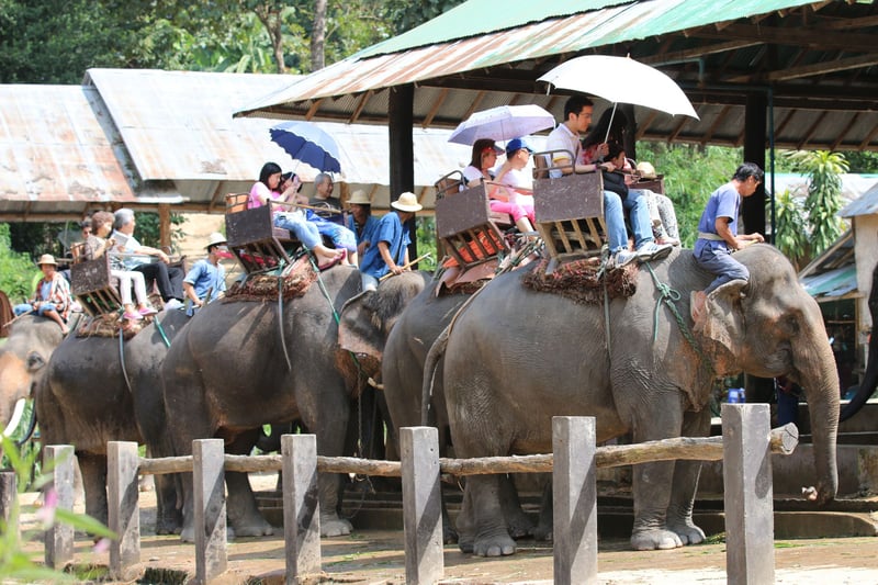 Wildlife. Not Entertainers - Elephants - World Animal Protection