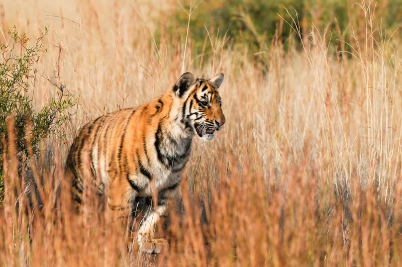 World Animal Protection
