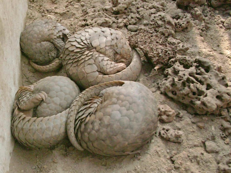 World Animal Protection