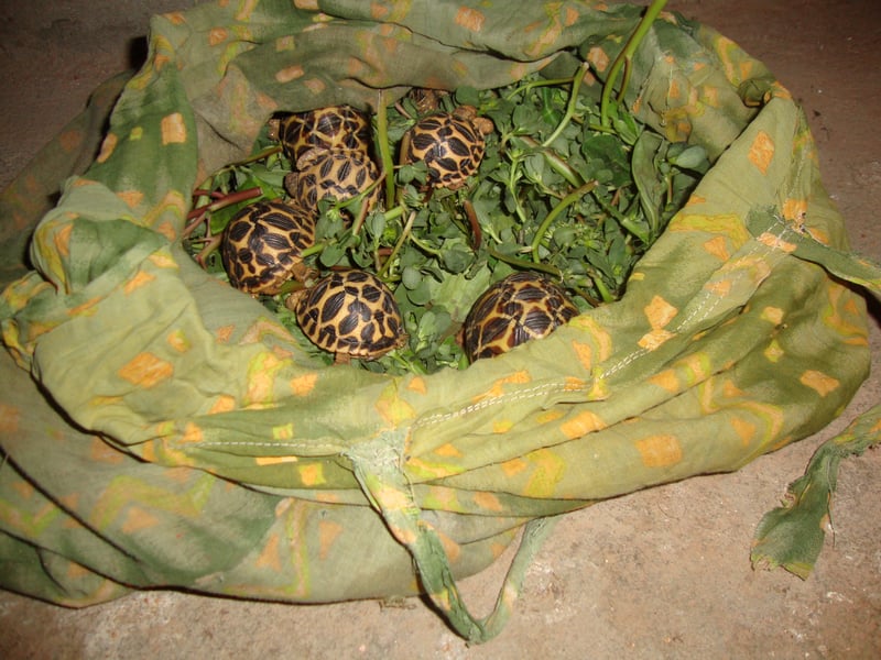 World Animal Protection Thailand