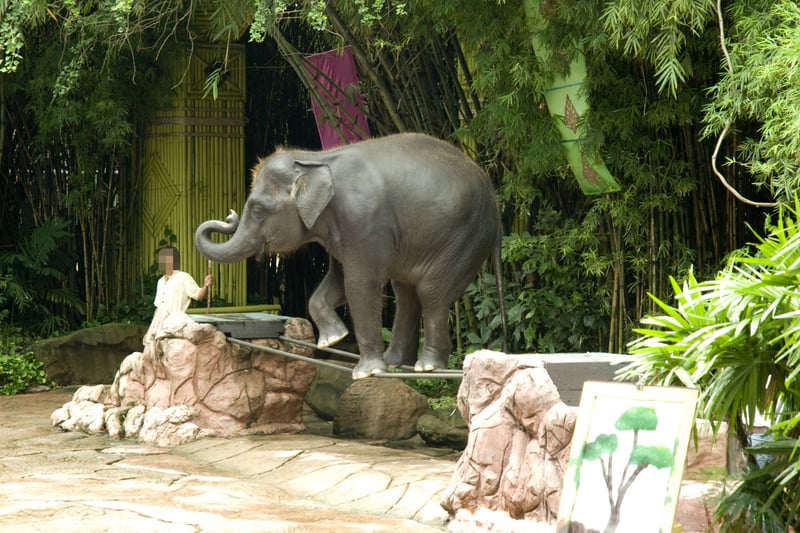 5 myths about elephant rides and shows