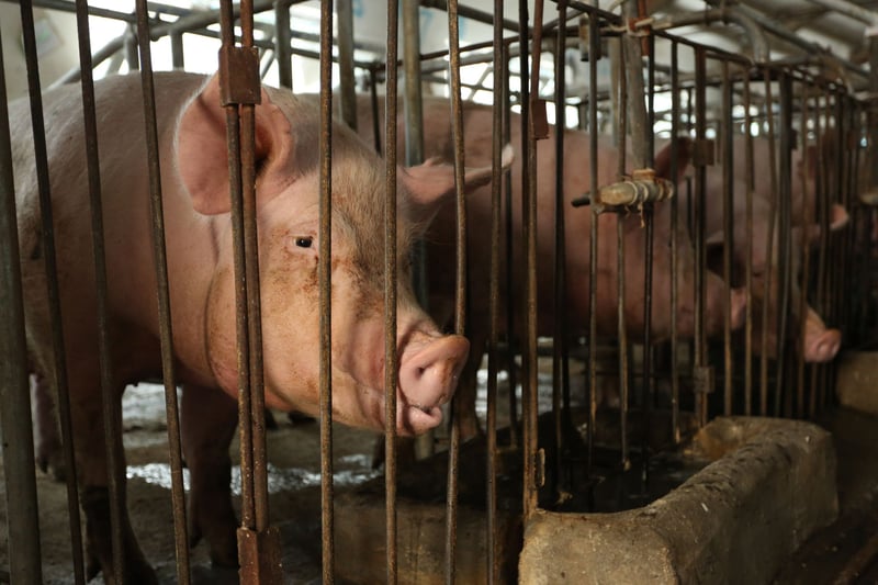 World animal protection Thailand