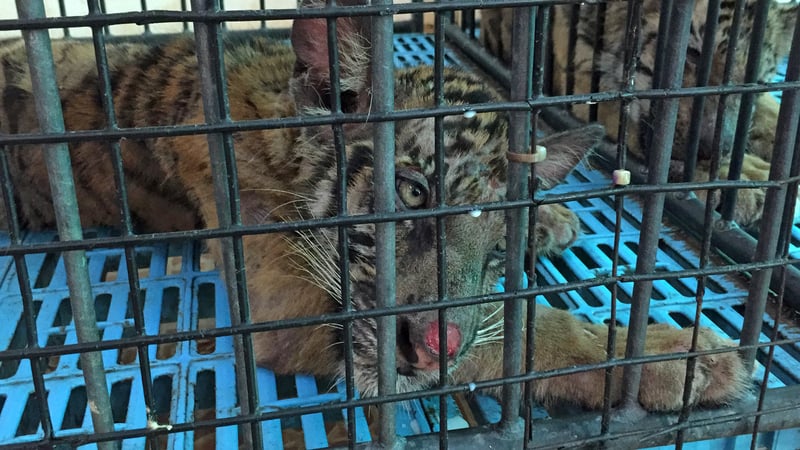 World Animal Protection Thailand