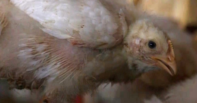 14 day old broiler (meat) chickens in a commercial indoor system
