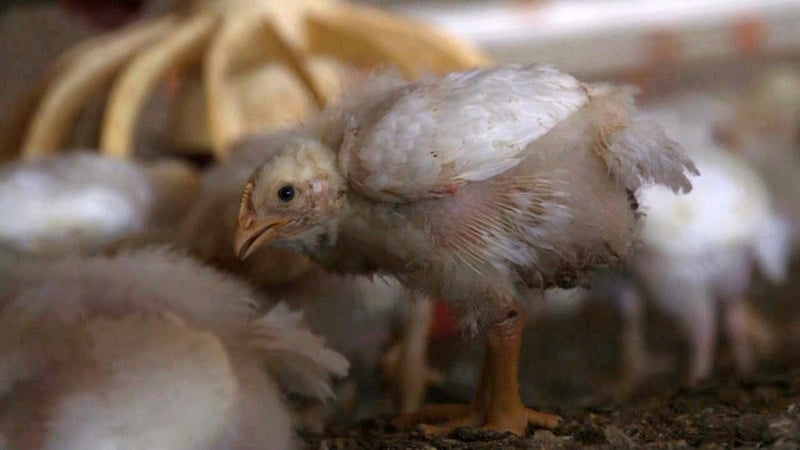 Um frango criado em sistema industrial intensivo, com claros sinais de crescimento acelerado