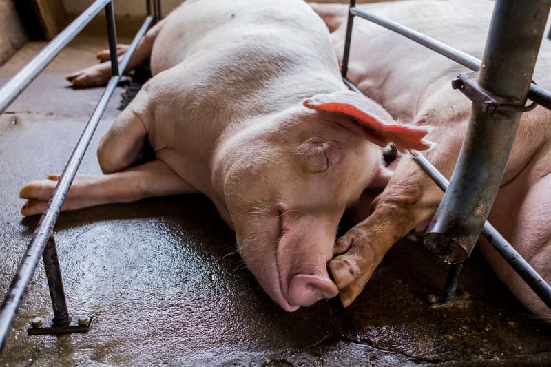 World Animal Protection