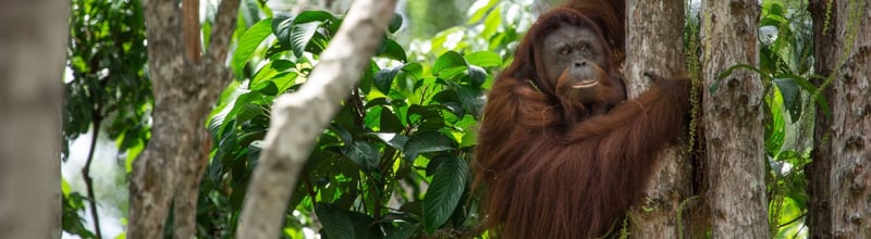 world animal protection thailand