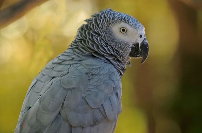World Animal Protection