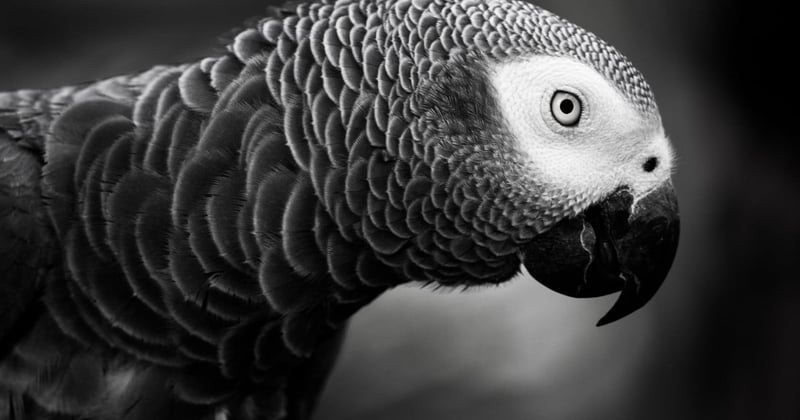 Pictured: an African Grey Parrot in the wild. Credit Line: Nature's Gifts Captured / Getty Images