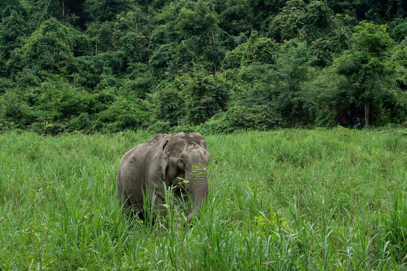 World Animal Protection