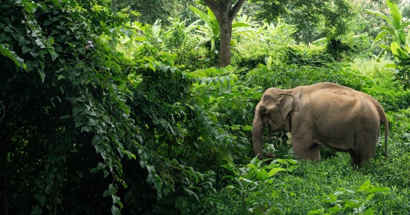 Elephant in elephant friendly venue in Thailand