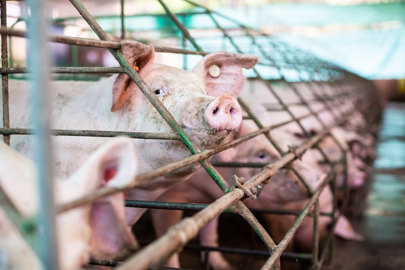 Várias porcas em gaiolas, com uma em destaque, olhando para a câmera
