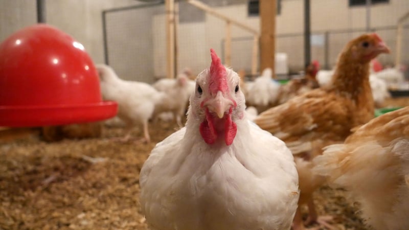 Frango em uma criação, olhando em direção à câmera - Proteção Animal Mundial - Mude a vida dos frangos