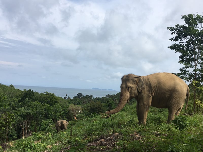 Pictured: One of the rescued elephants at high-welfare venue Following Giants.