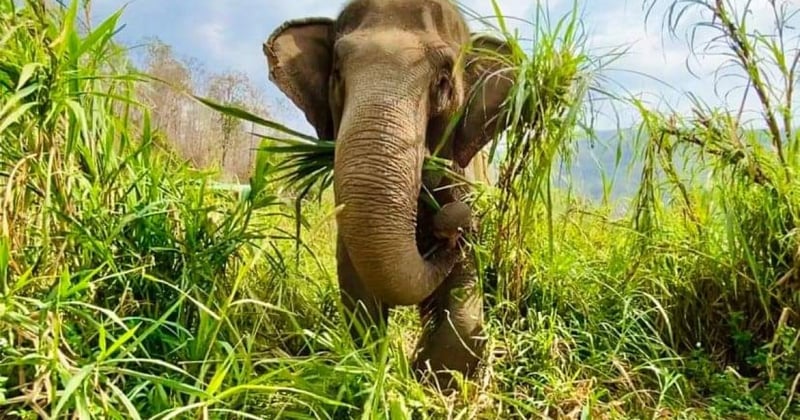The elephant Mae Dok in the grass at Burm and Emily's Elephant Sanctuary.