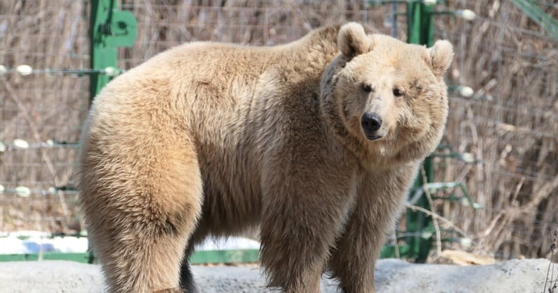 Masha, a female bear rescued from Ukraine