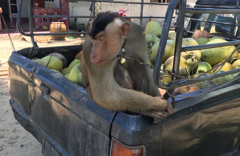 Monkey