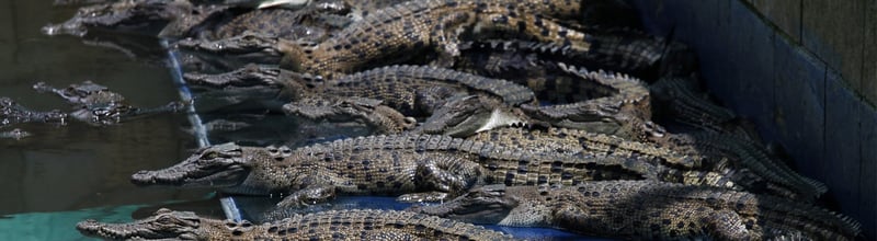 Crocodiles at a farm.
