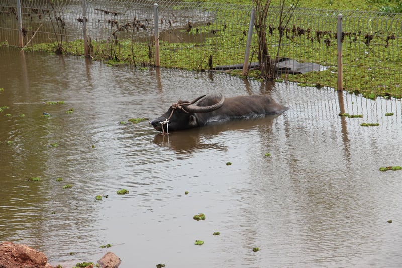 Disaster animal องค์กรฯ กำลังเข้าไปให้ความช่วยเหลือ