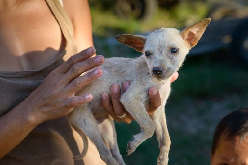Dog in the Philippines - Animals in disasters - World Animal Protection